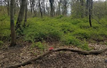Update: Greg O’s Discovery: Then & Now- The Hidden Section Of the Motor Parkway in Cunningham Park, Queens
