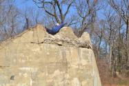Mystery Foto #11 Solved: Sammy on the Ezekiel Smith Farmway Bridge in Melville