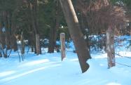 Recommended Website: “Art’s Long Island Motor Parkway Website”- Views of the Motor Parkway Today